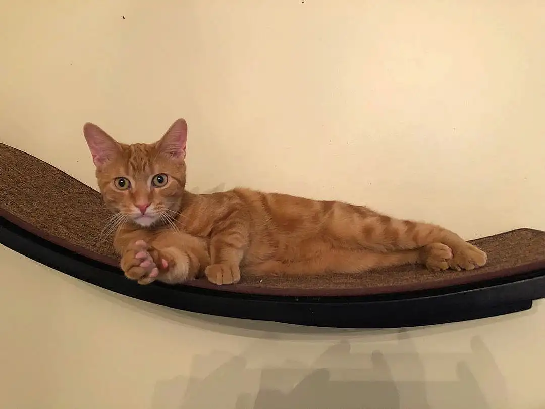 Brown, Cat, Window, Felidae, Carnivore, Comfort, Small To Medium-sized Cats, Whiskers, Fawn, Wood, Tail, Cat Supply, Cat Bed, Domestic Short-haired Cat, Furry friends, Paw, Pet Supply, Room