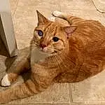 Cat, Felidae, Carnivore, Small To Medium-sized Cats, Gesture, Whiskers, Wood, Window, Fawn, Snout, Tail, Furry friends, Domestic Short-haired Cat, Terrestrial Animal, Paw, Claw, Hardwood, Art, Sitting