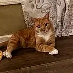 Cat, Felidae, Carnivore, Comfort, Small To Medium-sized Cats, Wood, Whiskers, Fawn, Hardwood, Tail, Snout, Window, Paw, Furry friends, Domestic Short-haired Cat, Wood Flooring, Claw, Wood Stain