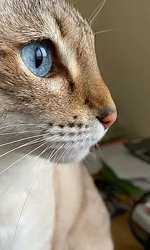 Bengal Cat Scarlett