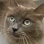 Cat, Eyes, Carnivore, Felidae, Small To Medium-sized Cats, Fawn, Whiskers, Snout, Close-up, Terrestrial Animal, Furry friends, Domestic Short-haired Cat, British Longhair, Window, Box