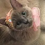 Nose, Cat, Felidae, Carnivore, Small To Medium-sized Cats, Ear, Siamese, Fawn, Thai, Whiskers, Balinese, Snout, Cat Bed, Close-up, Paw, Furry friends, Domestic Short-haired Cat, Tonkinese, Ragdoll, Birman