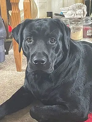 Name Labrador Retriever Dog Boris