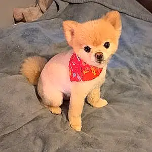 Name Pomeranian Dog Fendi
