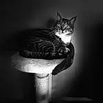 Cat, Plant, Felidae, Flash Photography, Window, Carnivore, Grey, Small To Medium-sized Cats, Black-and-white, Whiskers, Water, Black & White, Monochrome, Darkness, Tail, Midnight, Tree, Furry friends, Still Life Photography, Art