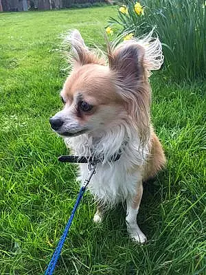 Name Chihuahua Dog Kano