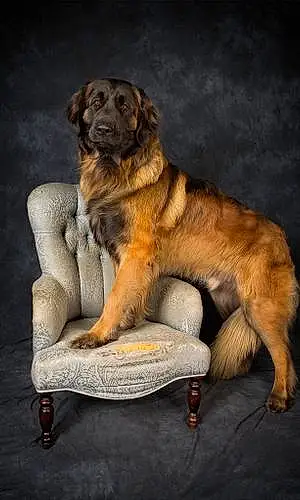 Name Leonberger Dog Boycie