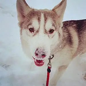 Name Husky Dog Juneau
