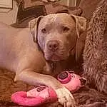 Dog, Dog breed, Carnivore, Working Animal, Pink, Companion dog, Fawn, Picture Frame, Comfort, Snout, Pet Supply, Dog Supply, Canidae, Foot, Ball, Wrinkle, Gun Dog, Paw