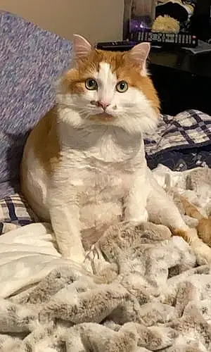 Name Cat Copper