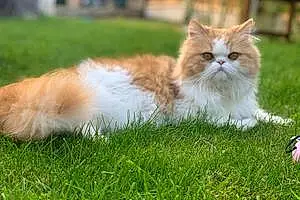 Name Persian Cat Chubby