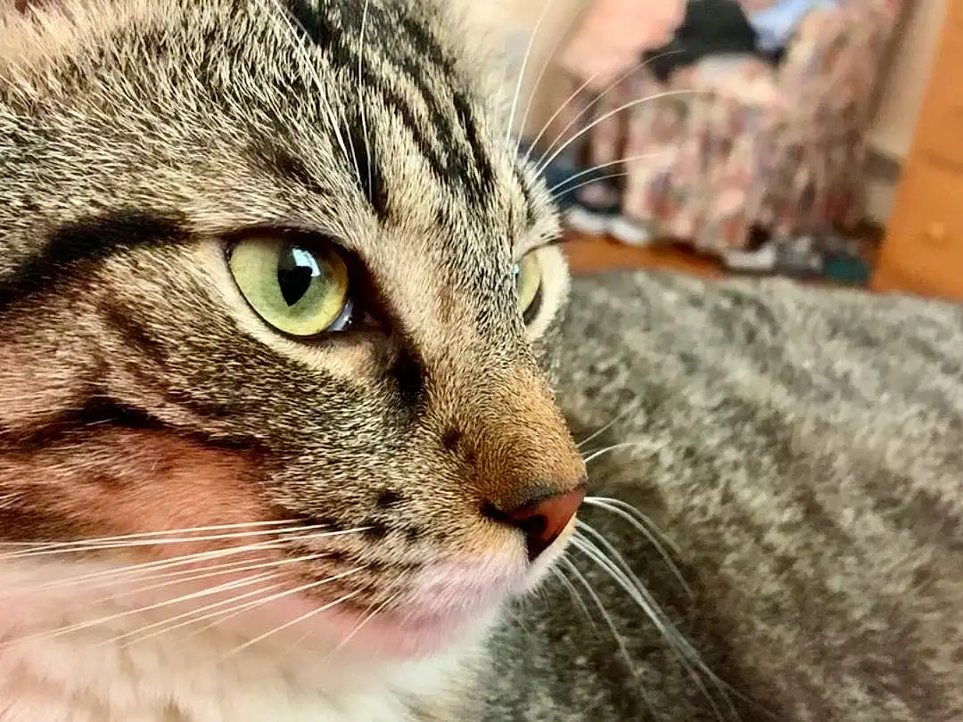 Cat, Whiskers, Small To Medium-sized Cats, Felidae, Tabby cat, European Shorthair, Domestic Short-haired Cat, Close-up, Snout, Carnivore, Nose, Eyes, Aegean cat, Dragon Li, Asian dog, American Shorthair, Australian Mist, Furry friends