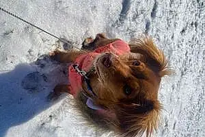 Winter Dachshund Dog Coco
