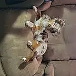 Cat, Felidae, Carnivore, Small To Medium-sized Cats, Toy, Whiskers, Fawn, Companion dog, Wood, Plant, Tail, Dog breed, Domestic Short-haired Cat, Paw, Door, Claw, Couch, Furry friends, Canidae