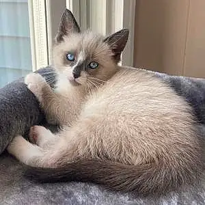 Name Snowshoe Cat Fabio