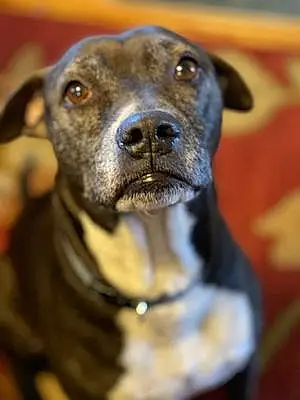Name Pitt Bull Terrier Dog Bocephus