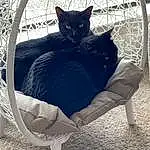 Cat, Eyes, Felidae, Comfort, Carnivore, Small To Medium-sized Cats, Whiskers, Chair, Grey, Stairs, Tints And Shades, Snout, Tail, Black cats, Electric Blue, Furry friends, Domestic Short-haired Cat, Sitting, Grass, Outdoor Furniture