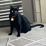 Cat, Felidae, Carnivore, Small To Medium-sized Cats, Grey, Whiskers, Bombay, Window, Snout, Tail, Black cats, Door, Domestic Short-haired Cat, Furry friends, Pattern, Terrestrial Animal, Road Surface, Shadow, Paw