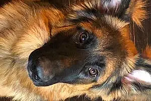 Name German Shepherd Dog Jaeger