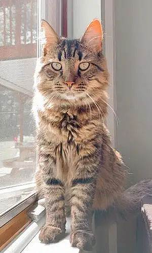 Name Maine Coon Cat Farley