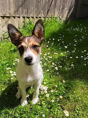Name Jack Russell Dog Joey