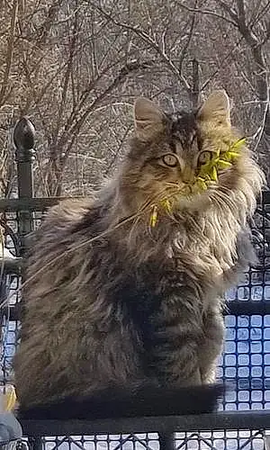 Name Maine Coon Cat Hoss