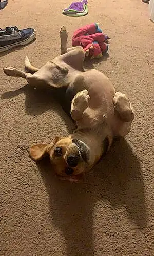 Name Beagle Dog Huck