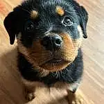 Dog, Eyes, Carnivore, Dog breed, Fawn, Companion dog, Whiskers, Wood, Snout, Working Animal, Toy Dog, Rottweiler, Hardwood, Terrestrial Animal, Furry friends, Paw, Wood Stain, Plank