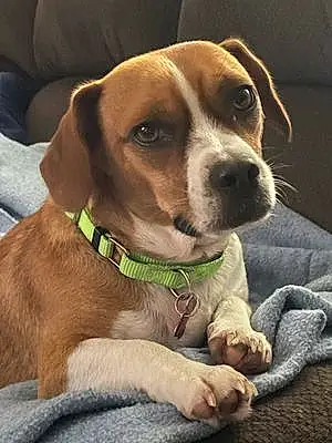 Name Beagle Dog Calvin