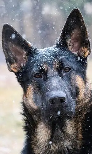 Name German Shepherd Dog Adonis