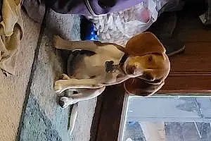 Beagle Dog Shanky