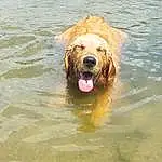 Dog, Golden Retriever, Retriever, Dog breed, Water, Snout, Companion dog, Nova Scotia Duck Tolling Retriever