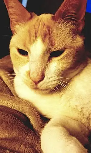 Name Siamese Cat Cletus