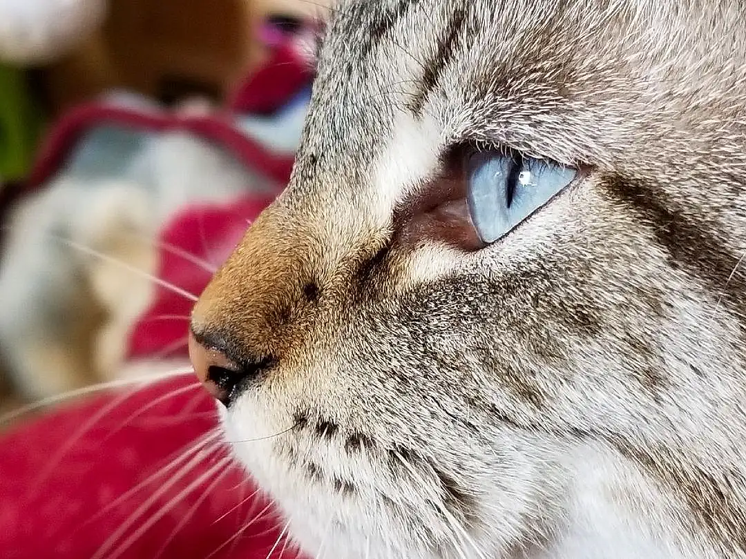 Cat, Whiskers, Small To Medium-sized Cats, Felidae, Nose, Snout, Close-up, Tabby cat, Singapura, Carnivore, Eyes, Furry friends, Aegean cat, Asian dog, Domestic Short-haired Cat, European Shorthair, Photography, Chausie