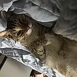 Cat, Felidae, Comfort, Carnivore, Small To Medium-sized Cats, Grey, Whiskers, Fawn, Tail, Wood, Feather, Furry friends, Domestic Short-haired Cat, Linens, Paw, Wing, Claw, Nap, Bed Sheet