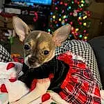Tartan, Toy, Christmas Ornament, Fawn, Plaid, Costume Hat, Snout, Event, Pattern, Christmas, Holiday, Plush, Dog Clothes, Fictional Character, Furry friends, Party Supply, Christmas Eve, Stuffed Toy, Fashion Accessory, Carmine