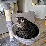 Cat, Felidae, Carnivore, Grey, Wood, Small To Medium-sized Cats, Whiskers, Tail, Furry friends, Domestic Short-haired Cat, Kitchen Utensil, Shelf, Tableware, Room, Bookcase, Comfort, Hardwood, Plate