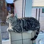 Cat, Blue, Window, Felidae, Carnivore, Grey, Small To Medium-sized Cats, Whiskers, Snout, Tail, Comfort, Tree, Domestic Short-haired Cat, Furry friends, Sitting, Paw, Pattern