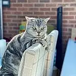 Cat, Felidae, Carnivore, Grey, Small To Medium-sized Cats, Whiskers, Comfort, Snout, Tail, Domestic Short-haired Cat, Furry friends, Brickwork, Brick, Sitting, Room