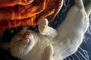 Siamese Cat Emmett