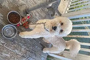 Name Goldendoodle Dog Winston