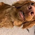 Dog, Dog breed, Carnivore, Ear, Working Animal, Liver, Whiskers, Fawn, Companion dog, Smile, Snout, Selfie, Furry friends, Happy, Wrinkle, Paw, Canidae, Spaniel, Yawn