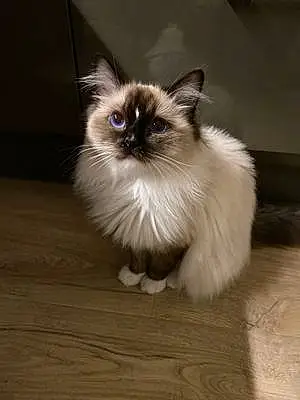 Name Ragdoll Cat Hiccup