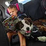 Dog, Dog breed, Snout, Puppy, Car, Companion dog, Fun, Furry friends, Car Seat, Girl, Child, Person
