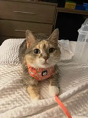 Name Tabby Cat Kitkat