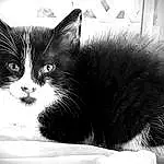 Cat, Whiskers, Small To Medium-sized Cats, Black-and-white, Black, Felidae, White, Black & White, Carnivore, Kitten, Monochrome, Snout, Domestic Short-haired Cat, Eyes, Furry friends, Black cats, Photography, Norwegian Forest Cat