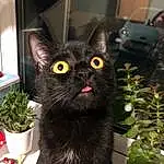 Cat, Plant, Felidae, Carnivore, Small To Medium-sized Cats, Whiskers, Grass, Snout, Tail, Black cats, Domestic Short-haired Cat, Bombay, Furry friends, Flowerpot, Window, Houseplant, Annual Plant, Herb