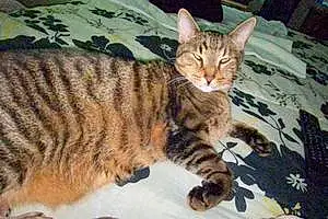 Name American Shorthair Cat Henry