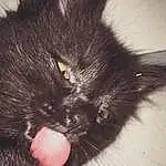 Cat, Black cats, Black, Whiskers, Furry friends, Eyes, Kitten, Snout, Bombay, Ear, Domestic short-haired cat, Paw, Domestic long-haired cat