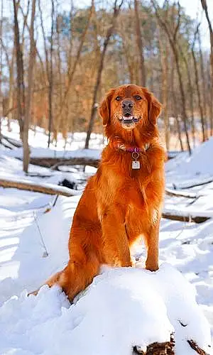 Name Golden Retriever Dog Korra